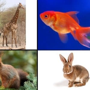 Loto des animaux et étiquettes de tris