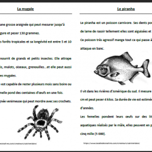 Textes documentaires CP/CE1 + Fiche de classification animale