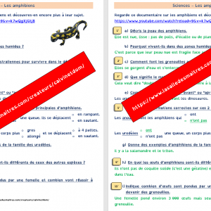 Questionnaire vidéo – C’est pas sorcier : les amphibiens