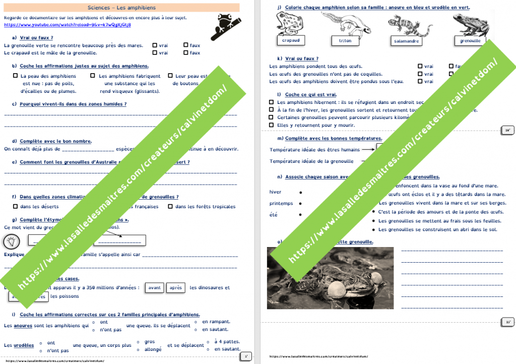 Questionnaire vidéo - C'est pas sorcier : les amphibiens - Sciences CE1