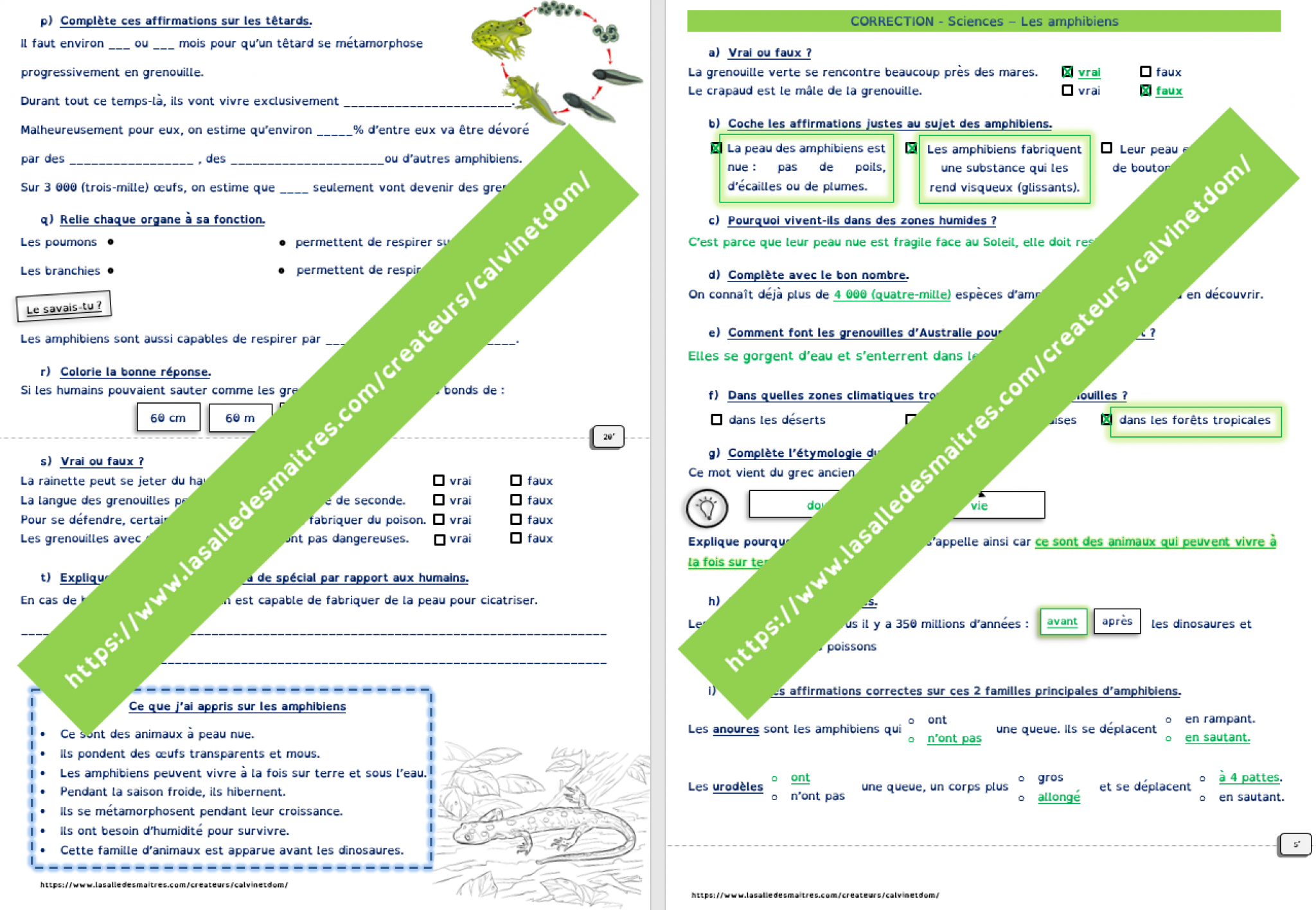 Questionnaire vidéo - C'est pas sorcier : les amphibiens - Sciences CE1