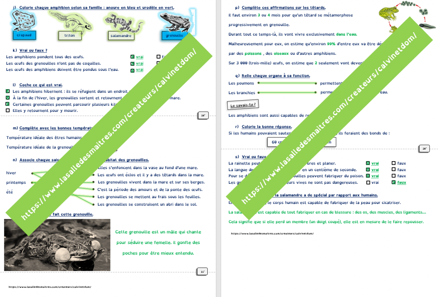 Questionnaire vidéo - C'est pas sorcier : les amphibiens - Sciences CE1