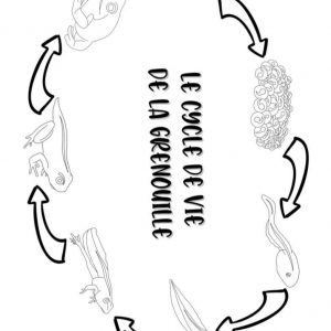le cycle de vie de la grenouille et du crapaud commun : synthèse
