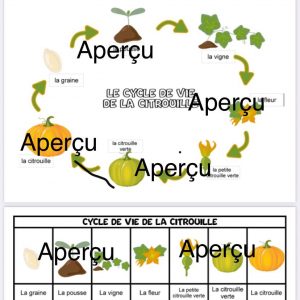 Exercices synthèse cycle de la citrouille