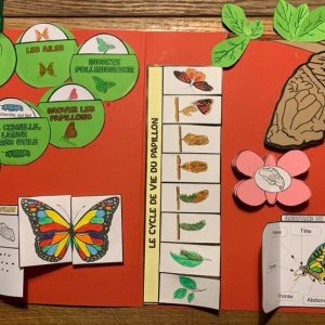 Lapbook sur le papillon (cycle + infos)