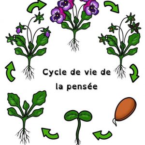 La pensée : cycle de vie