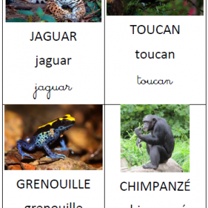 Imagier Les animaux de la jungle