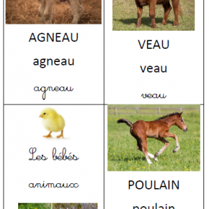 Imagier Les bébés animaux