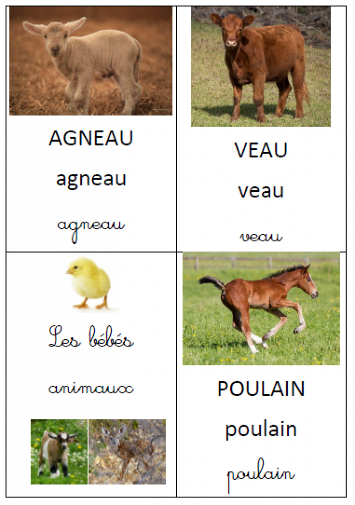 Imagier Les Bebes Animaux Cp Maternelle Grande Section Moyenne Section La Salle Des Maitres Imagier Les Bebes Animaux Cp Maternelle Grande Section Moyenne Section La Salle Des Maitres
