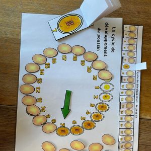 cycle de la poule, évolution du poussin dans l'œuf