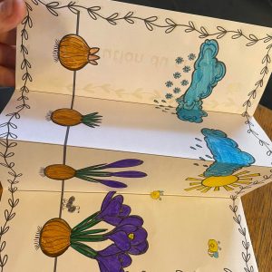 bulbe : cycle du crocus