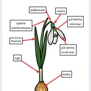 bulbe : cycle du perce-neige
