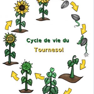 le cycle de vie du tournesol
