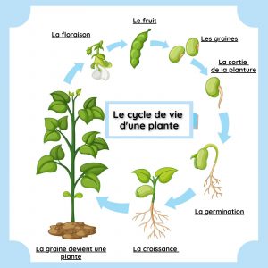 POSTERS - LES CYCLES DE VIE - LE VIVANT