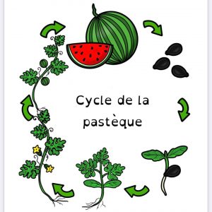 cycle de vie de la pastèque