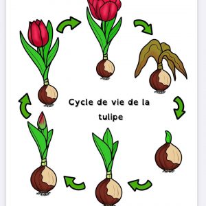 cycle de vie de la tulipe