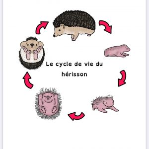 cycle de vie du hérisson