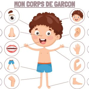 ATELIER DE MANIPULATION – LES PARTIES DU CORPS HUMAIN