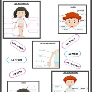 Le corps humain – planches et manipulation