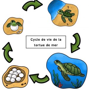 Activité lecture et lapbook sur les tortues