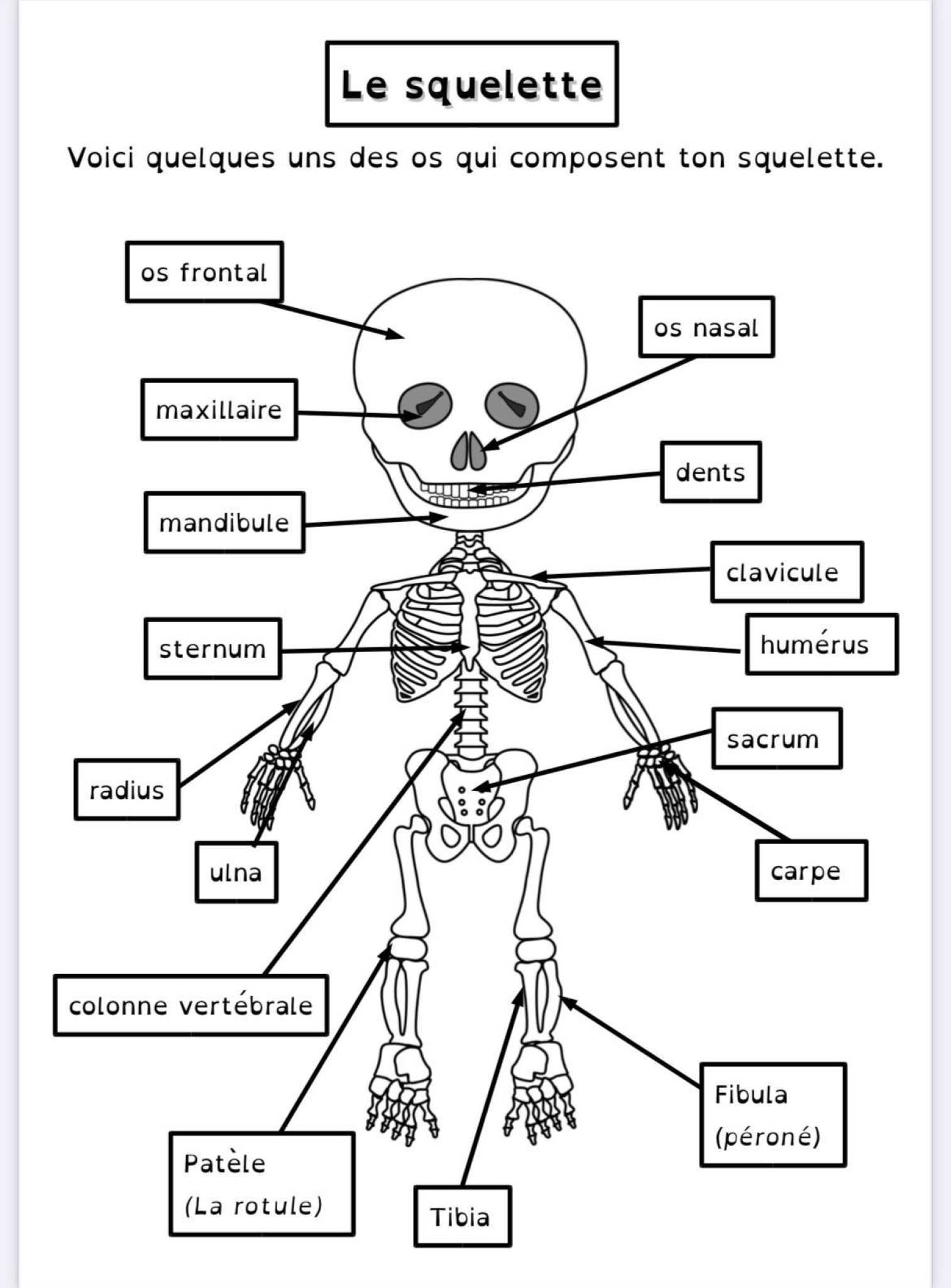 Squelette Descriptif Et Exercices Sciences CE1 CE2 CP La Salle 