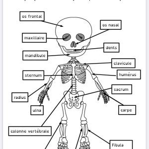 squelette descriptif et exercices