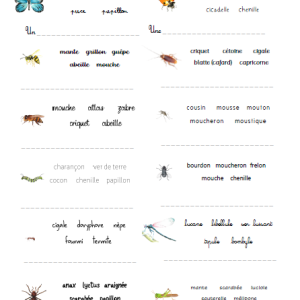 Exercices de lecture et d’écriture (CP, CE1) : Les insectes et autres petites bêtes