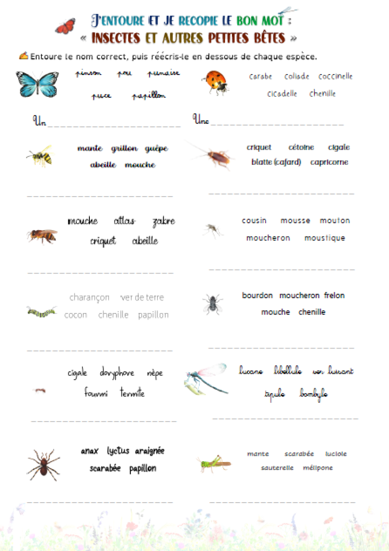 Les Insectes Ce1 _ Les Insectes Lutin Bazar – YZIP
