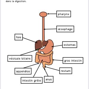 exercices sur le système digestif