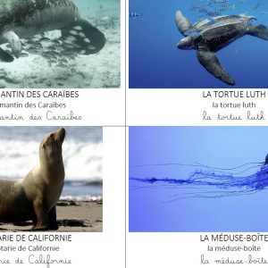 Cartes vocabulaire - Album Combien mesure une baleine ?