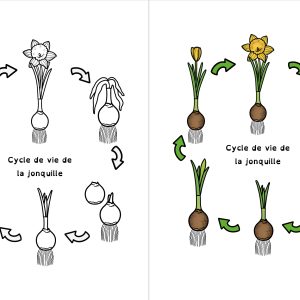 Printemps : cycle de vie de la jonquille et informations